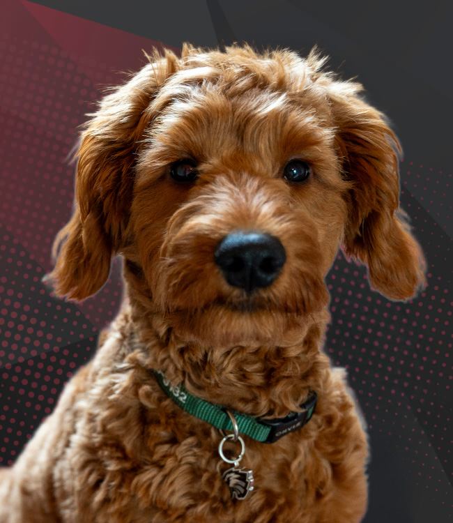 Barkley